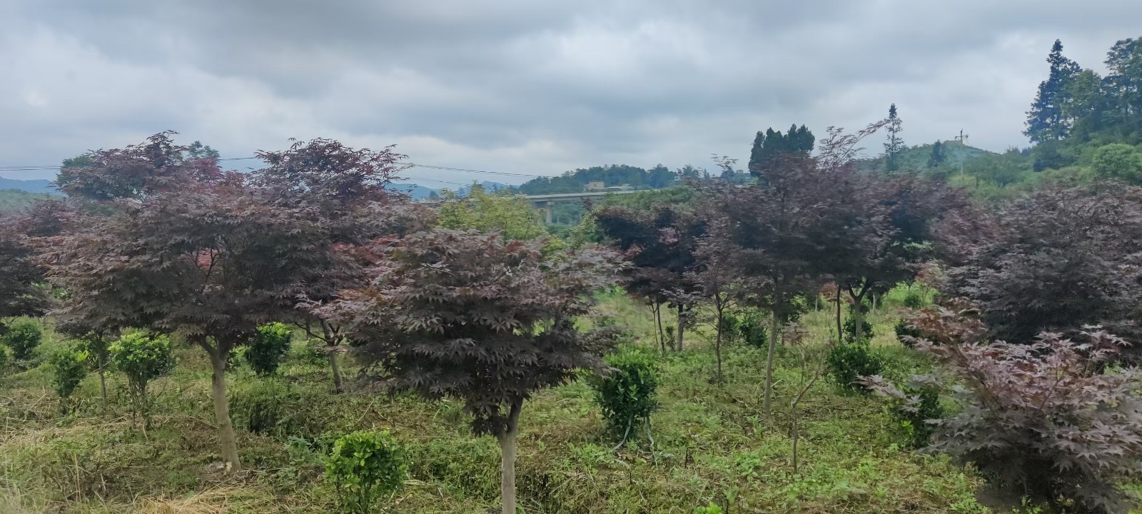 1758790770109134.jpg 圖片關(guān)鍵詞